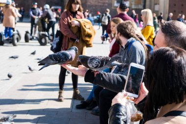 Krakow, Küçük Polonya, Polonya - 24 Mart 2019: Eski Krakow Kasabası 'nın Ana Meydanı' ndaki insanlar, güvercinleri elleriyle besliyor ve dinlendiriyorlar.