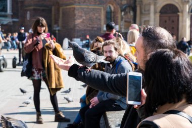 Krakow, Küçük Polonya, Polonya - 24 Mart 2019: Eski Krakow Kasabası 'nın Ana Meydanı' ndaki insanlar, güvercinleri elleriyle besliyor ve dinlendiriyorlar.