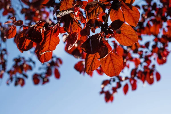 Kırmızı Renkli Sonbahar Yaprakları Mavi Gökyüzü Arkaplanı Sonbahar Konsepti — Stok fotoğraf