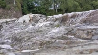 Karpatlar 'ın dağlarındaki kayalık kıyılar arasında akan dağ nehri. Vahşi dağ nehri taştan kayaların arasından akıyor.