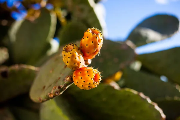 Cactus Poire Opuntia Ficus Indica Fruits Cactus — Photo