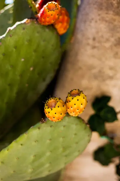 Prickly pear cactus. Opuntia ficus indica. Cactus fruits