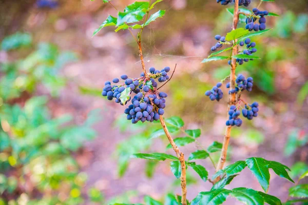 Mahonia Aquifolium Σταφύλι Όρεγκον Σταφύλι Όρεγκον Μπλε Φρούτα Στον Κήπο — Φωτογραφία Αρχείου