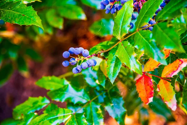 Mahonia Aquifolium Oregon Üzümü Veya Oregon Üzümü Bahçede Mavi Meyveler — Stok fotoğraf