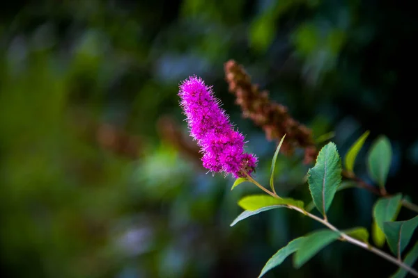 Rose Spirea Flores Parque Verão Foco Seletivo Espaço Para Texto — Fotografia de Stock