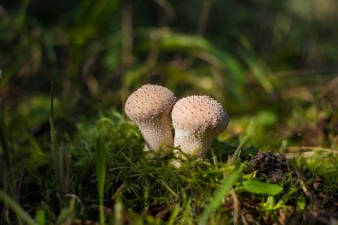 Lycoperdon perlatum, yaygın tütsülenmiş top, siğilli puf topu, mücevher kaplı puf topu, kurt osuruğu ya da şeytanın enfiye kutusu mantarı.