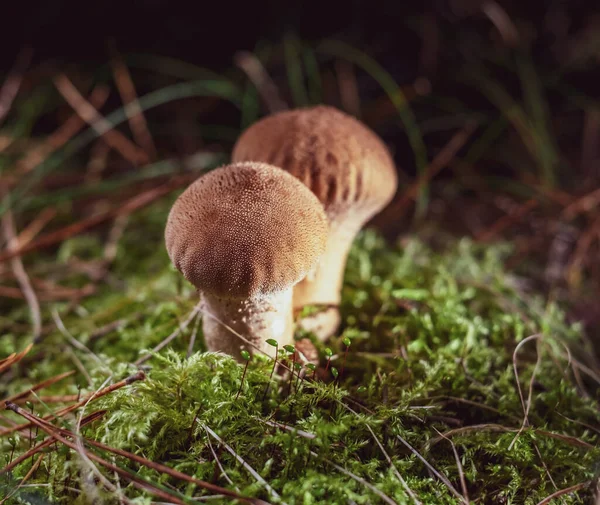 Lycoperdon perlatum, popularly known as the common puffball, warted puffball, gem-studded puffball, wolf farts or the devil`s snuff-box, is a family Agaricaceae. Young mushrooms are edible