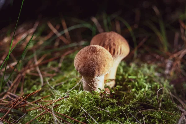 Lycoperdon perlatum, popularly known as the common puffball, warted puffball, gem-studded puffball, wolf farts or the devil`s snuff-box, is a family Agaricaceae. Young mushrooms are edible