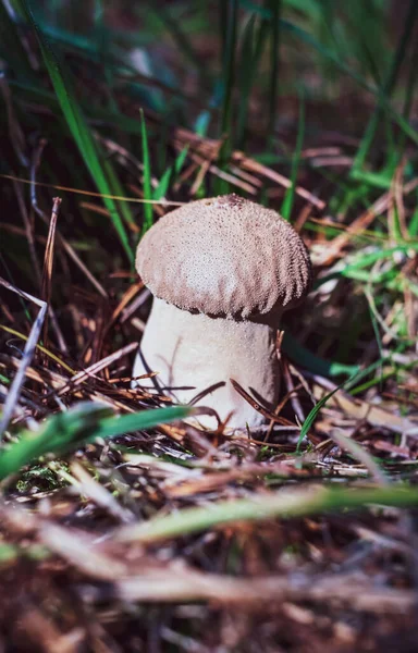 Lycoperdon Umbrinum Crece Bosque —  Fotos de Stock