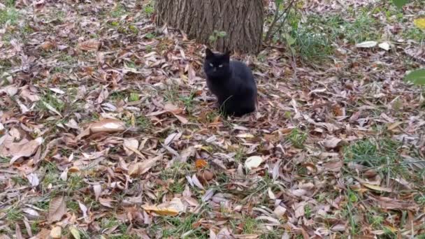 Zwarte Dakloze Kat Buiten Het Park Herfsttijd — Stockvideo