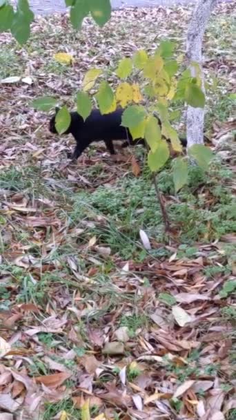 Chat Noir Sans Abri Extérieur Dans Parc Heure Automne — Video