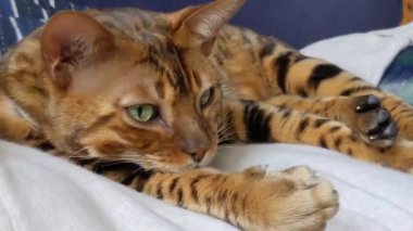 Güzel Bengal kedisi, yakın plan.