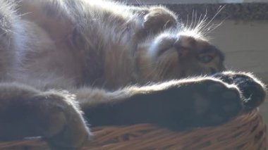 Kedi güneşin tadını çıkarıyor ve gözleri kapalı uykuya dalıyor. Kedi dinleniyor. Hayvan bakımı.