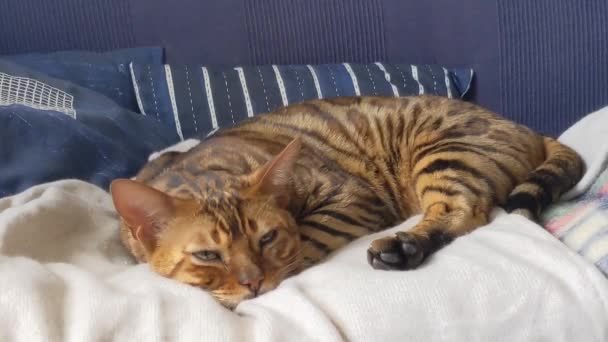 ベンガル猫休憩リラックス — ストック動画