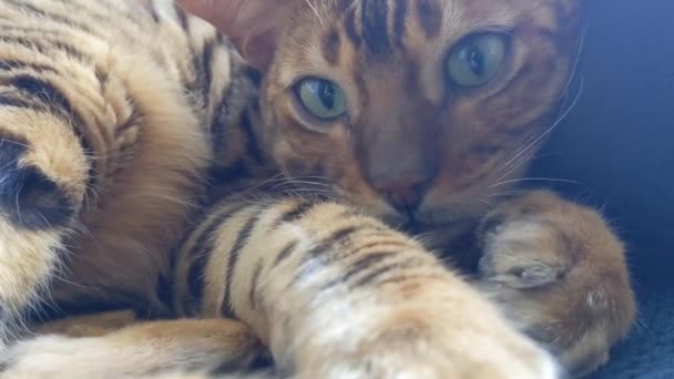 Hermoso Gato Bengala Mira Cámara Cerca — Vídeos de Stock