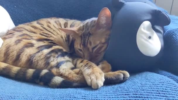 Μια Όμορφη Μπένγκαλ Γάτα Βρίσκεται Στον Καναπέ Της Και Γυρίζει — Αρχείο Βίντεο