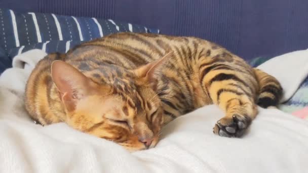 Piękny Bengalski Kot Leży Damskim Swetrze Opieka Nad Zwierzętami — Wideo stockowe