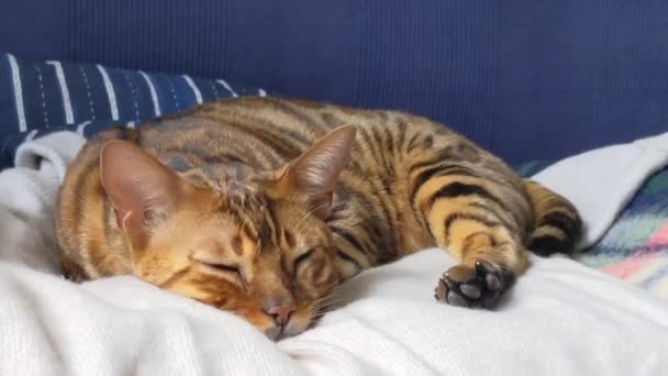 美しい優しい猫が婦人のセーターに横たわっている ペットケア ベンガル猫休憩リラックス — ストック動画