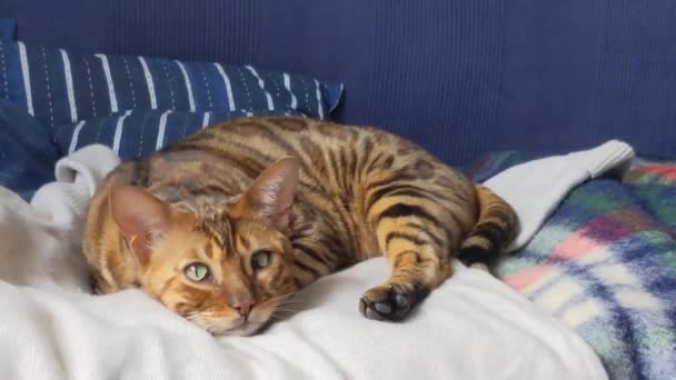 Όμορφη Γάτα Της Βεγγάλης Κοιτάζει Στην Κάμερα Κοντινό Πλάνο — Αρχείο Βίντεο