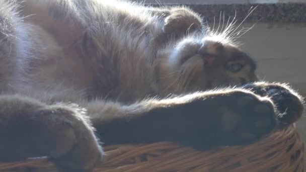 Kot Pławi Się Słońcu Zasypia Zamkniętymi Oczami Kot Odpoczywa Zrelaksowany — Wideo stockowe