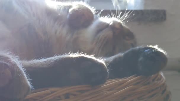 Gato Doméstico Encuentra Cerca Radiador Calefacción Gato Toma Sol Duerme — Vídeos de Stock