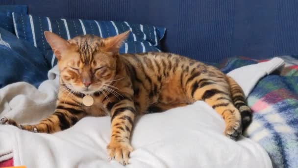 Μια Όμορφη Μπένγκαλ Γάτα Βρίσκεται Ένα Γυναικείο Πουλόβερ Φροντίδα Ζώων — Αρχείο Βίντεο