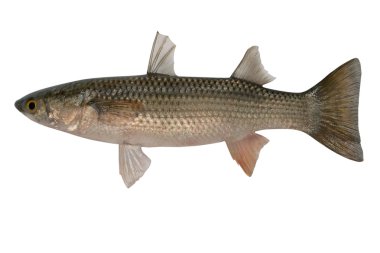 Liza haematocheilus, redlip kefal,