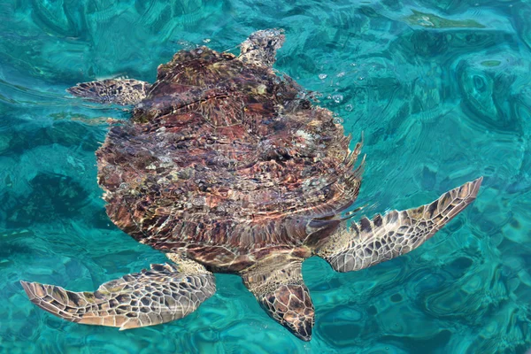 Mariene schildpad — Stockfoto