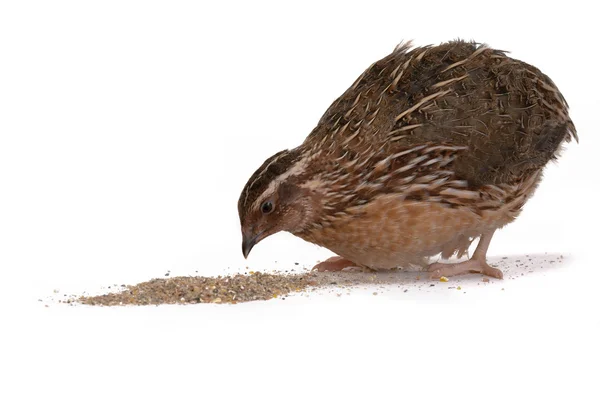 Japanese quail — Stock Photo, Image