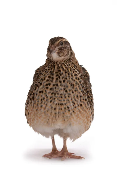 Japanese quail — Stock Photo, Image