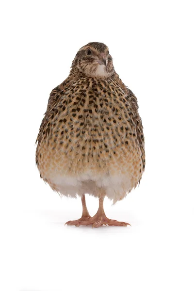 Japanese quail — Stock Photo, Image