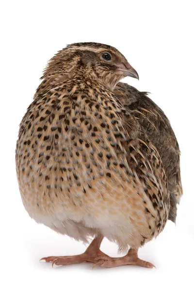 Japanese quail — Stock Photo, Image