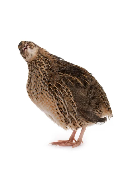 Japanese quail — Stock Photo, Image