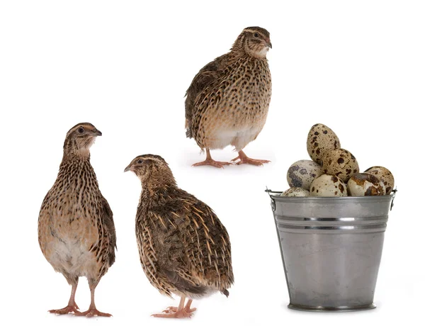 Quail eggs — Stock Photo, Image