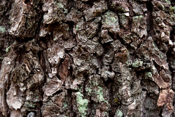 Textura madera — Foto de Stock