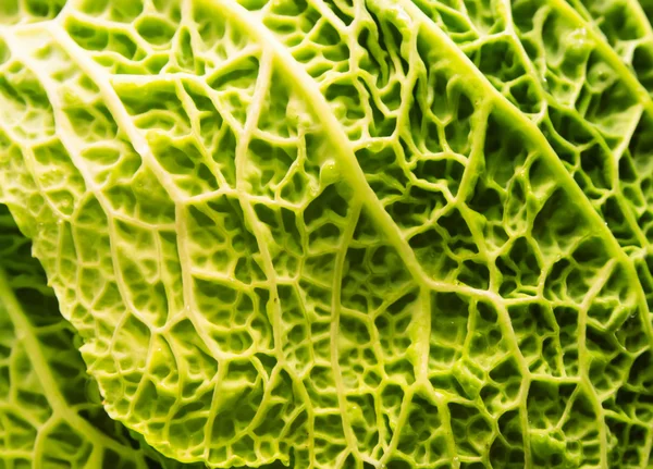 Savoy cabbage leaves — Stock Photo, Image