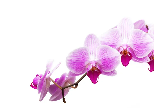 Orchidea rosa Foto Stock