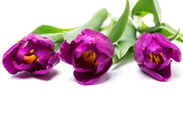 紫色郁金香 — 图库照片