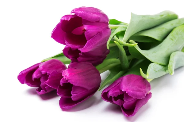 紫色郁金香 — 图库照片