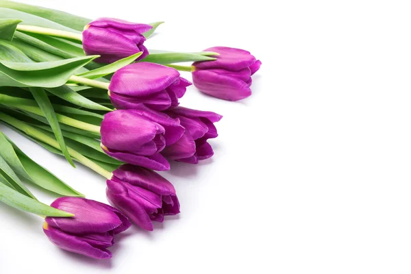 Purple tulips — Stock Photo, Image