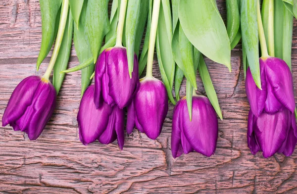 Paarse tulpen — Stockfoto