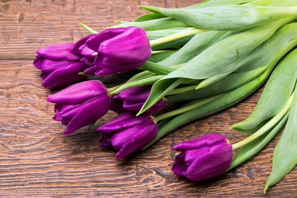 Fialové tulipány — Stock fotografie