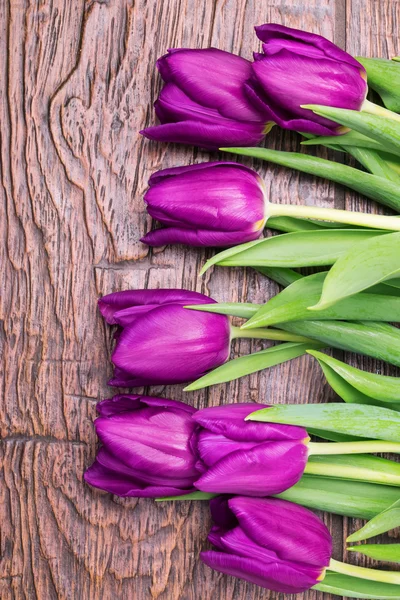 Пурпурные тюльпаны — стоковое фото
