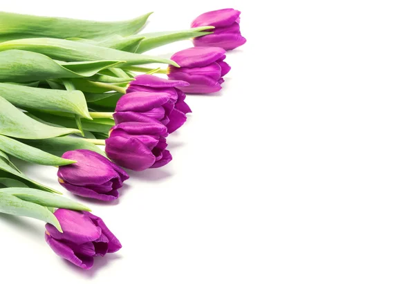 Purple tulips — Stock Photo, Image