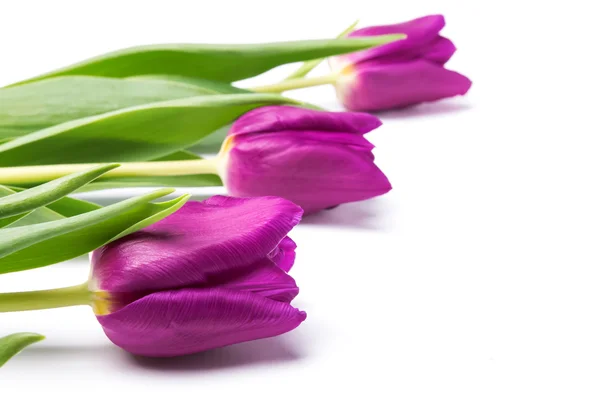 Violette Tulpen — Stockfoto