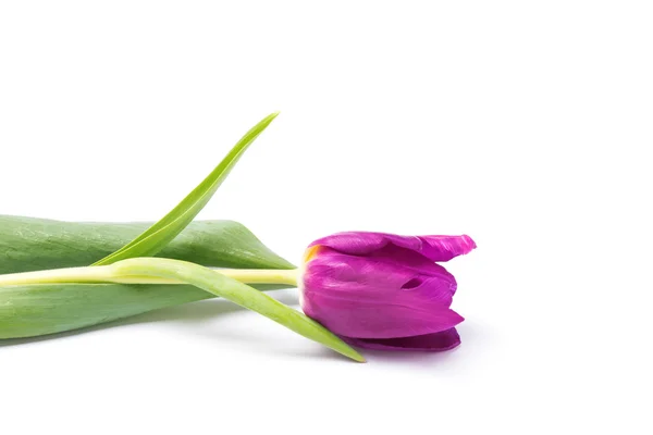 Tulipano viola — Foto Stock