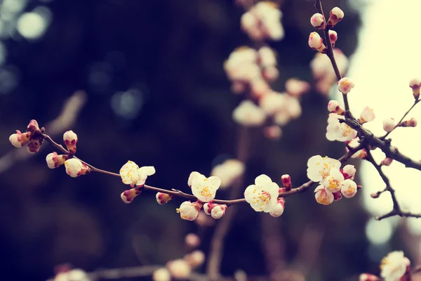 Flor da Primavera — Fotografia de Stock