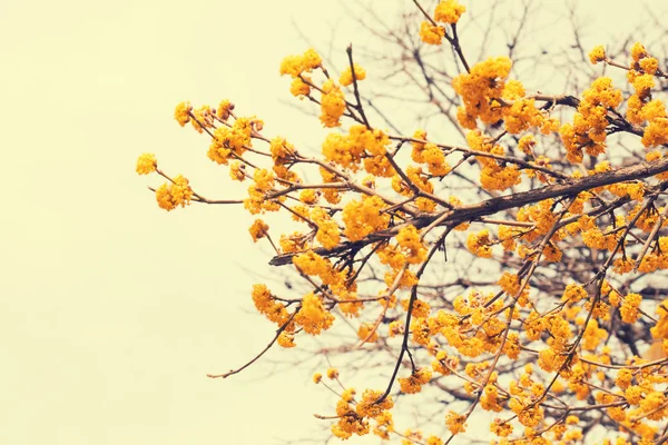 Árvore florescente com flores amarelas — Fotografia de Stock