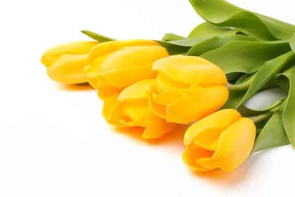 Gele tulpen — Stockfoto