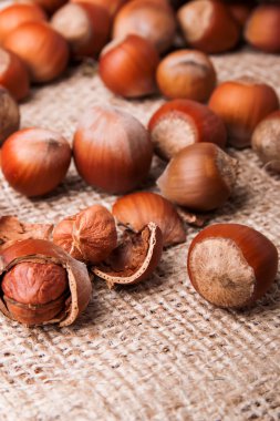 fındık yakın çekim